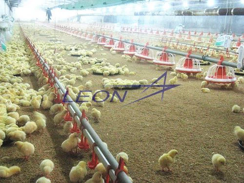 Automatic Feeding System For Chicken