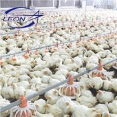 Automatikus, intelligens vezérlésű csirkefarm-berendezés