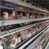 Broiler ketrec csirke