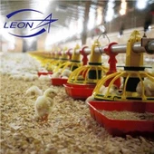 Leon teljesen automatikus brojler edény etető rendszer