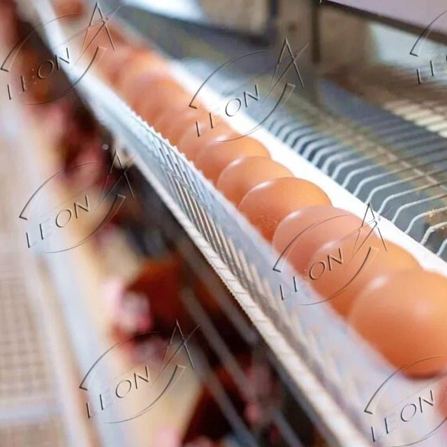 H Type Layer Chicken Cage Automatic Battery Cage