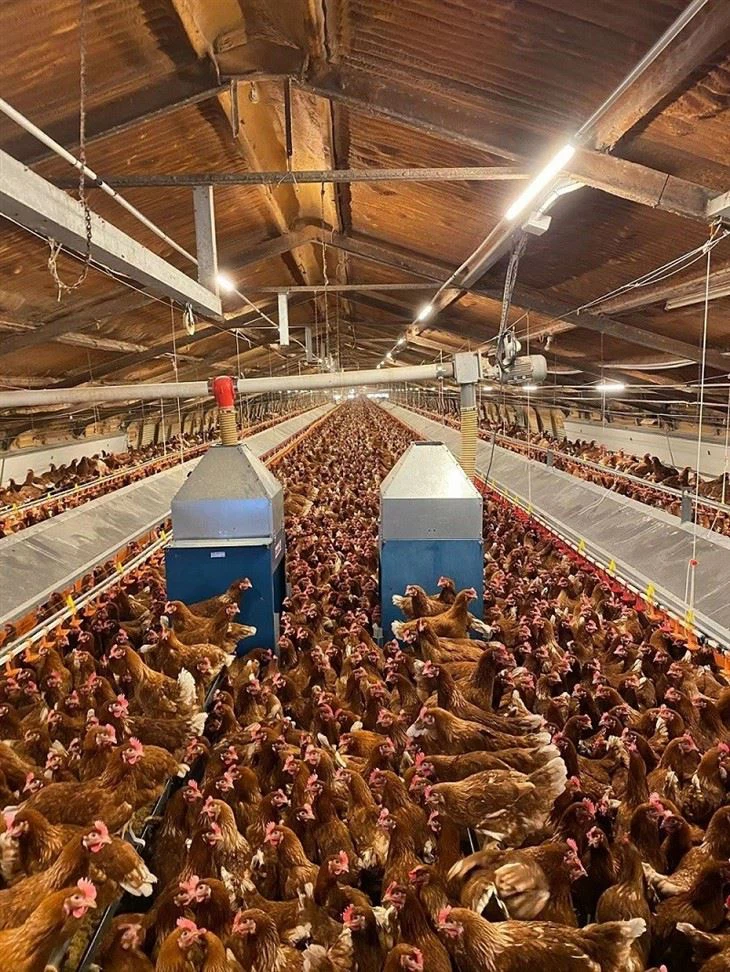 Free Range Chicken Automatic Laying Nest Free Range Chicken Automatic Laying Nest